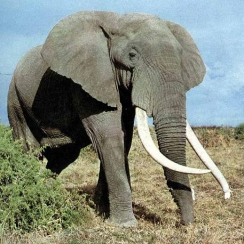 Как съесть «слона»